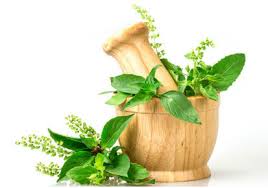 tulsi